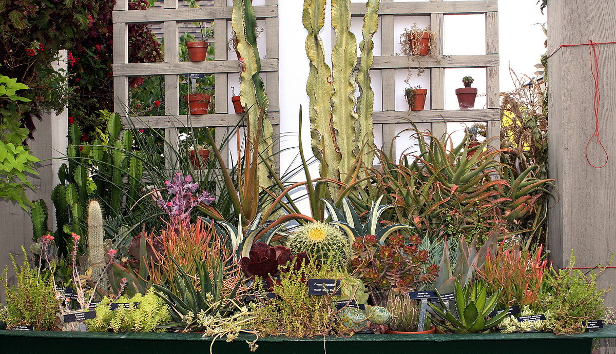 1200px-succulent_collection_processed